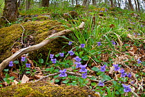 Wood Violet / Common Dog Violet (Viola riviniana) flowering in deciduous woodland. Yorkshire Dales National Park, UK, April.