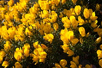 Flowering Gorse (Ulex europaeus). Isle of Skye, Inner Hebrides, Scotland, UK, March.