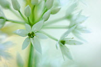 Close-up of flowers of Wild Garlic / Ramsons (Allium ursinum). Peak District National Park, Derbyshire, UK, May.