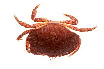 Edible Crab (Cancer pagurus) against white background. From the Isle of Skye, Inner Hebrides, Scotland, UK.