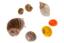 Selection of gastropods commonly found in rockpools, clockwise from top left: Periwinkle (Littorina compressa / nigrolineata), Dogwhelk (Nucella lapillus / Thaius lapillus), Common Flat Periwinkle (Li...