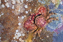 Broad-clawed Porcelain Crab (Porcellana platycheles) on rock. Isle of Skye, Inner Hebrides, Scotland, UK, March.