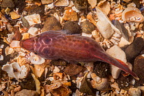 Shore Clingfish / Cornish Sucker (Lepadogaster lepadogaster). Isle of Skye, Inner Hebrides, Scotland, UK, March.