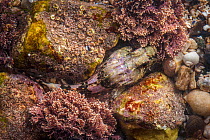 Sea Scorpion / Bullfish (Taurulus bubalis) hiding in rock crevice. Isle of Skye, Inner Hebrides, Scotland, UK, March.
