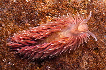 Shagrug Nudibranch / Common Grey Seaslug (Aeolidia papillosa). Isle of Skye, Inner Hebrides, Scotland, March.