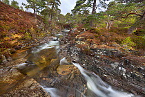 River cutting small gorge through heathland and trees of Caledonian pine forest. Braemar, Cairngorms National Park, Grampian Mountains, Scotland, UK, February 2012.