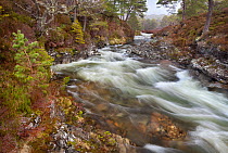 River cutting through Caledonian pine forest. Braemar, Cairngorms National Park, Grampian Mountains, Scotland, UK, February 2012.