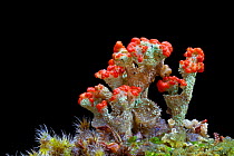 Lichen (Cladonia diversa) showing red apothecia (spore-producing structures). Cairngorms National Park, Grampian Mountains, Scotland, UK, February.