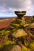The Salt Cellar, a famous gritstone outcrop surrounded by flowering heather. Derwent Edge, Peak District National Park, UK, September 2009.