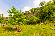 Disused limestone quarry supporting a wide range of vegetation. Miller's Dale, Peak District National Park, Derbyshire, UK, June 2008.