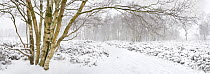 Winter scene with birch (Betula) tree in snow and mist. Stanton Moor, Peak District National Park, Derbyshire, February 2009.