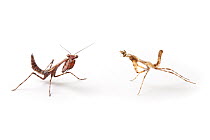 Bud Wing Mantis (Parasphendale affinis) juvenile (left) next to recently shed skin (right), against a white background. Captive, originating from Africa.