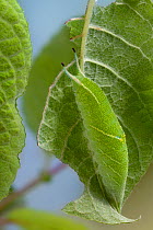 Caterpillar of Purple Emperor Butterfly (Apatura iris) camouflaged, leaf mimicry. Captive, UK.
