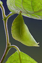 Chrysalis of Purple Emperor Butterfly (Apatura iris), camouflaged using leaf mimicry. Captive, UK.