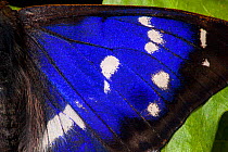 Purple Emperor Butterfly (Apatura iris) male, close up of wing showing iridescent purple scales. Captive, UK.