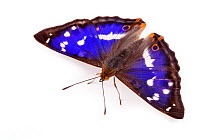 Purple Emperor Butterfly (Apatura iris) male against white background. Captive, UK.