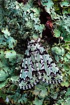 Scarce Merveille du Jour Moth (Moma alpium) camouflaged on lichen covered trunk of an oak tree. Hampshire, UK, May.