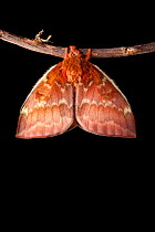Bullseye Moth (Automeris io) showing wings expanding after emerging from cocoon. Captive, originating from North and Central America. Sequence 10 of 10.