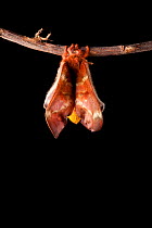 Bullseye Moth (Automeris io) showing wings expanding after emerging from cocoon. Captive, originating from North and Central America. Sequence 7 of 10.