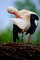 White stork (Ciconia ciconia), preening on nest Alsace, France, May