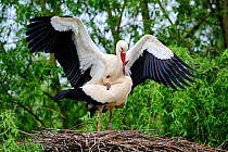 White storks mating on nest (Ciconia ciconia) Alsace, France, May