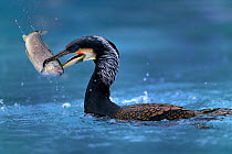 Common cormorant catching a trout (Phalacrocorax carbo) captive, Alsace, France.