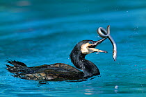 Common cormorant (Phalacrocorax carbo) catching a european eel (Anguilla anguilla), captive, Alsace, France.