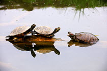 Red-eared slider / turtles (Trachemys scripta elegans) basking on submerged branch one with mouth open, captive, Alsace, France