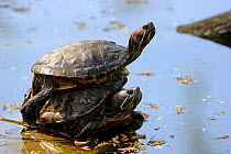 Two Red-eared slider / turtle, one on the other one (Trachemys scripta elegans) captive, Alsace, France