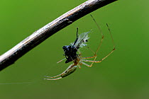 Long-jawed orb weaver spider (Tetragnatha extensa) eating its prey  Alsace, France