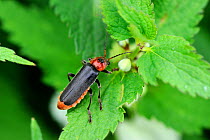 Soldier beetle (Cantharis fusca) on plant, Alsace, France