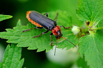 Soldier beetle (Cantharis fusca) on plant Alsace, France