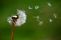 Dandelion (Taraxacum officinale) seed blowing in the wind Alsace, France