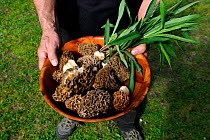 Man showing picked Common morel fungus in his basket (Morchella esculenta) Alsace, France, Model released, April 2012