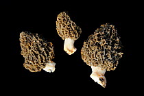 Common morel fungus (Morchella esculenta) Alsace, France