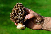 Common morel fungus (Morchella esculenta) held in hand, Alsace, France, April 2012