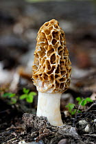 Common morel fungus (Morchella esculenta) Alsace, France