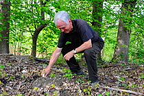 Man picking Common morel (Morchella esculenta)fungus in  forest, Alsace, France, Model released, April 2012