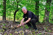 Man picking Common morel fungus (Morchella esculenta) in forest, Alsace, France, Model released, April 2012