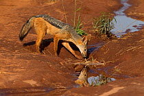 Black backed jackal (Canis mesomelas) reflected in a rainwater puddle as it prepares to drink, Tarangire National Park, Tanzania