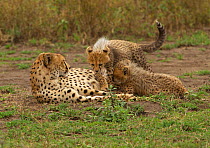 Cheetah cubs (Acinonyx jubatus) position themselves for nursing on mother, Ndutu area of the Ngorongoro Conservation Area, Tanzania