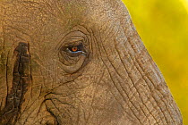 African elephant (Loxodonta africana), close up of face showing patch of secreted hormone, a sign that the animal is in musth, Ngorongoro Crater, Tanzania, East Africa