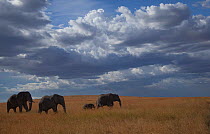 African elephants (Loxodonta africana) walking across the savanna under ominous gathering rain clouds, Serengeti National Park, Tanzania