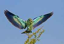 Common roller (Coracias garrulus) landing in the top of a thorn bush with a grasshopper in its bill, Tarangire National Park, Tanzania