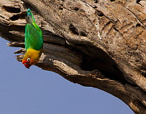 Fischers lovebird (Agapornis fischeri) hanging upside down right outside its nesting cavity in dead tree, Serengeti National Park, Tanzania
