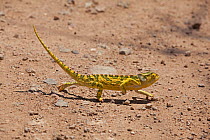 Flap necked chameleon (Chamaeleo dilepis) crossing dirt road, Tarangire National Park, Tanzania