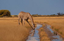 Giraffe (Giraffa camelopardalis) drinking from fresh water puddle in a dirt track after rain storm, Central Kalahari, Botswana