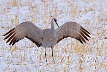 Greater sandhill crane (Grus canadensis tabida) just folding its wings after landing in a snow covered field, Bosque del Apache, New Mexico