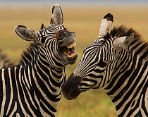 Grants zebra (Equus quagga) two individuals interacting, Ngorongoro Crater, Tanzania