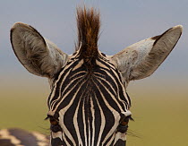 Grants zebra (Equus quagga boehmi) top head portrait with ears and hair, Ngorongoro Crater, Tanzania